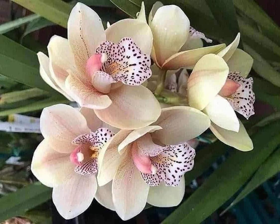 Magic Flower Rooms 卡维塔 外观 照片