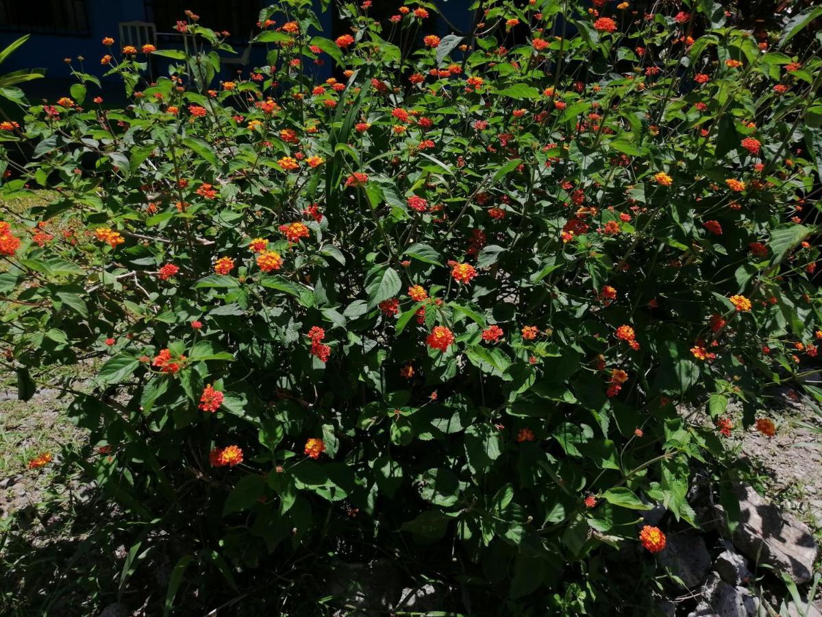 Magic Flower Rooms 卡维塔 外观 照片