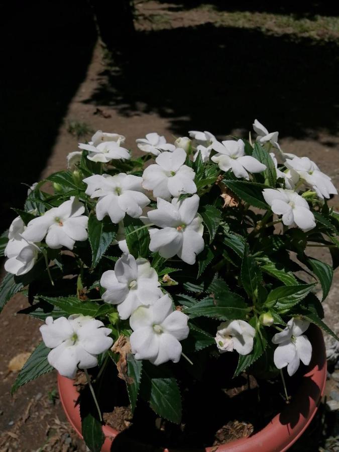 Magic Flower Rooms 卡维塔 外观 照片