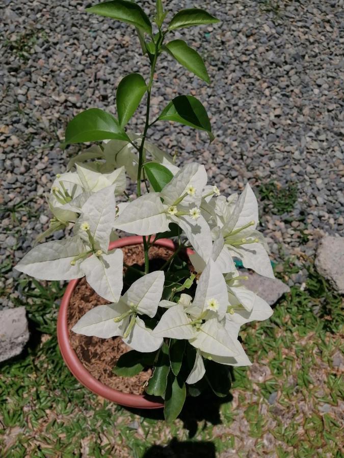 Magic Flower Rooms 卡维塔 外观 照片